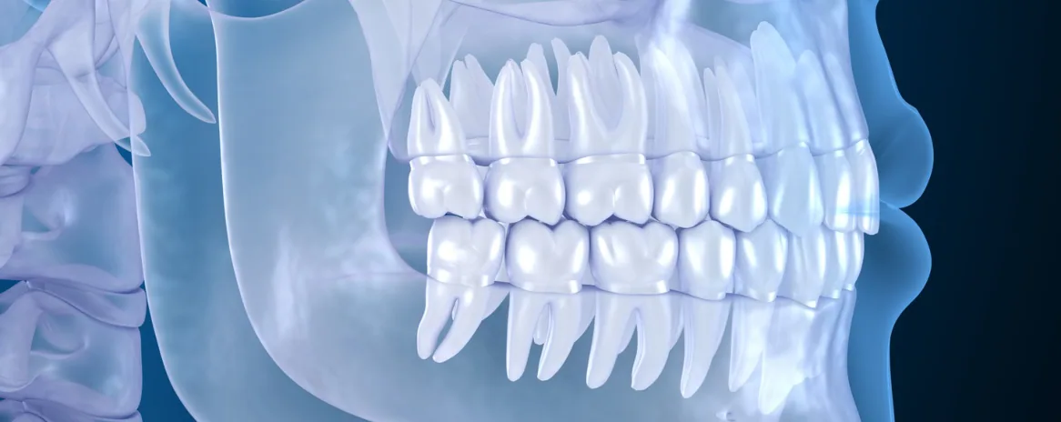 3D illustration of a jaw X-ray showing the teeth and roots